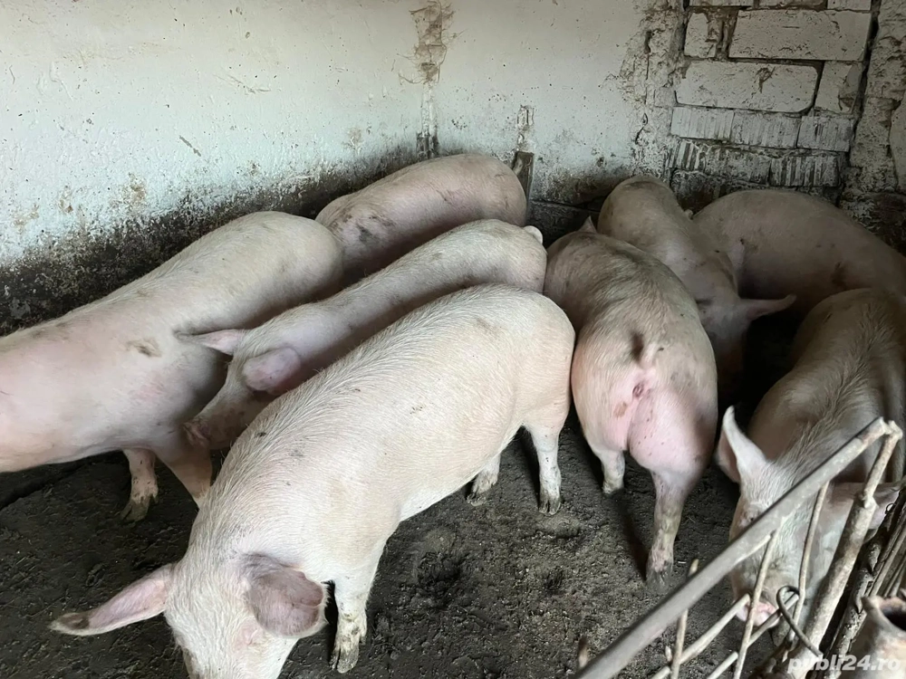 porci de vanzare 