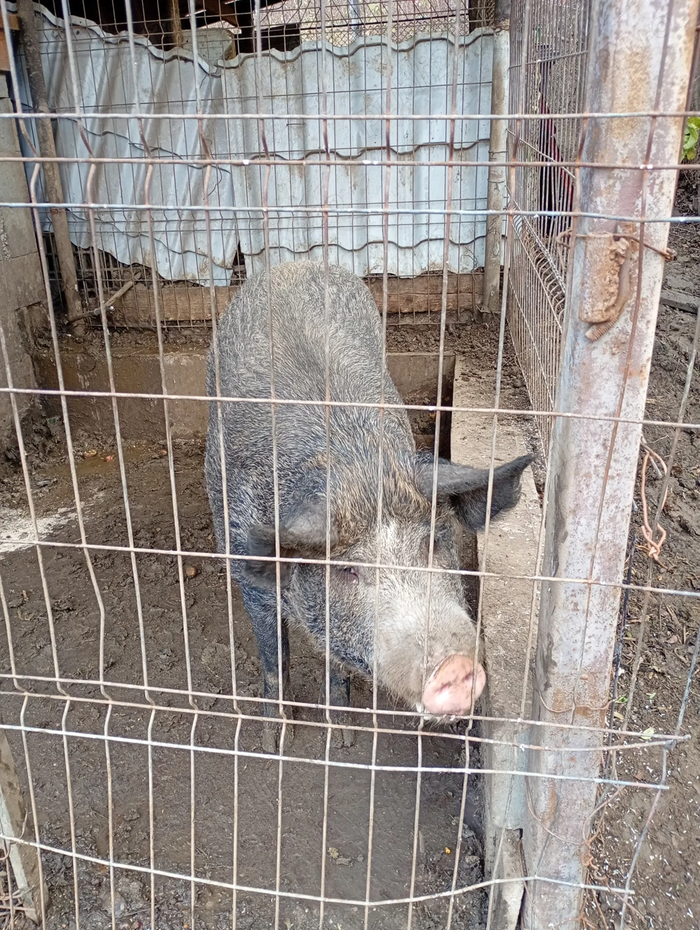 Vând porc crescut natural , bazna+duroc