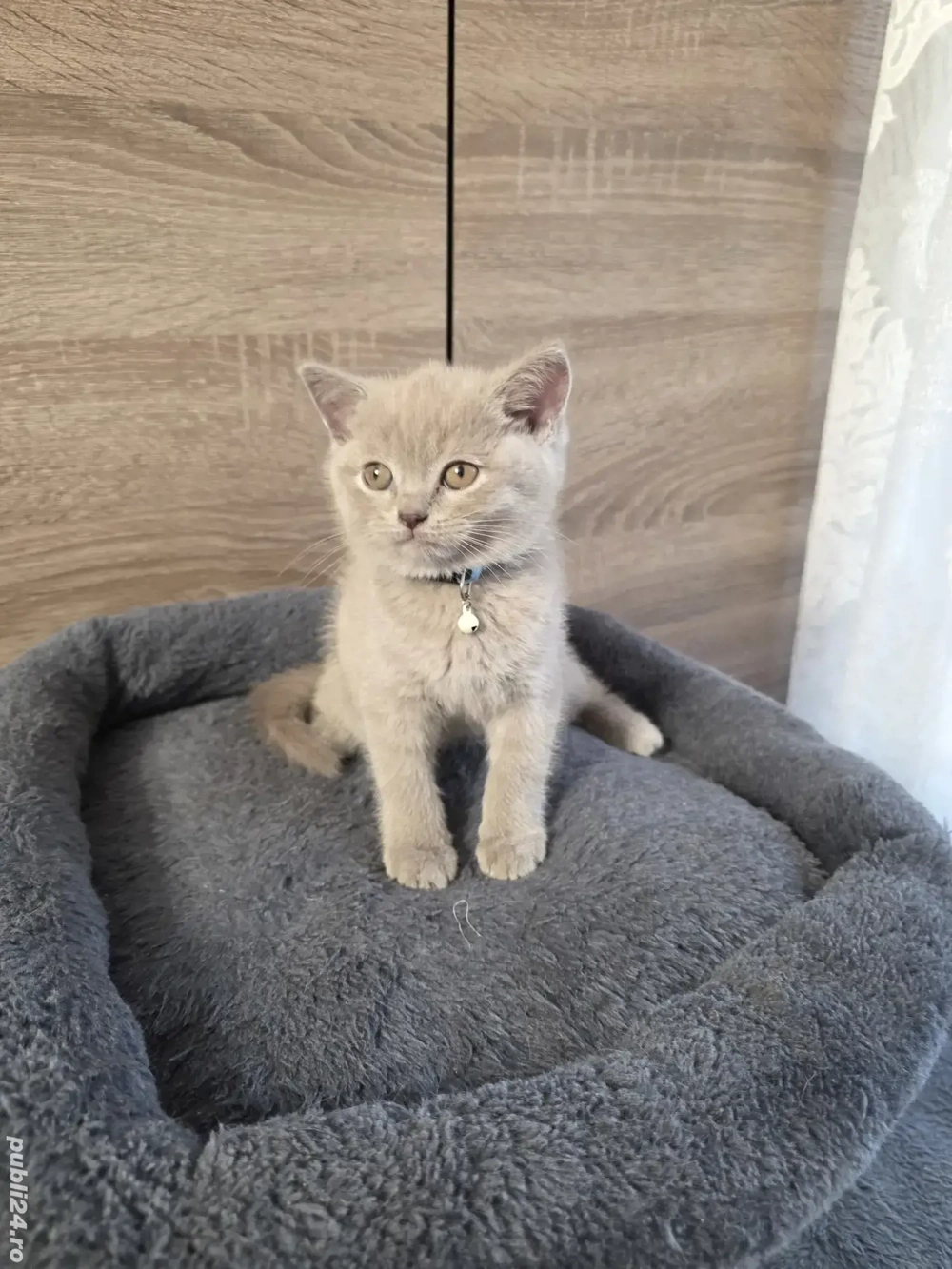 Pisici scottish strainght