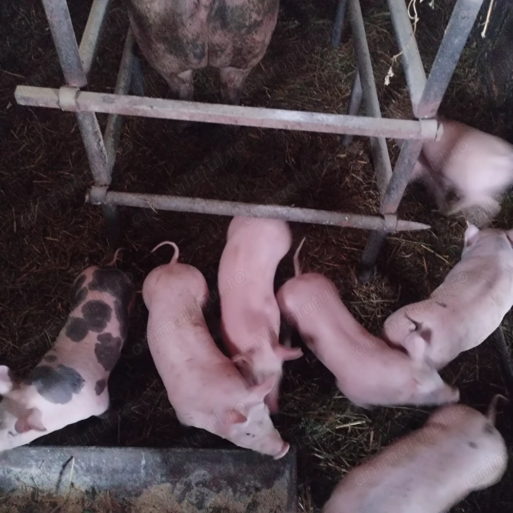 vind purcei de carne