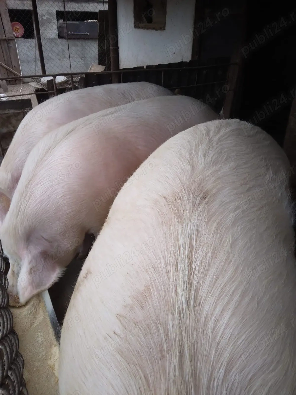 Porci de țară   carne bună, calitate garantată!