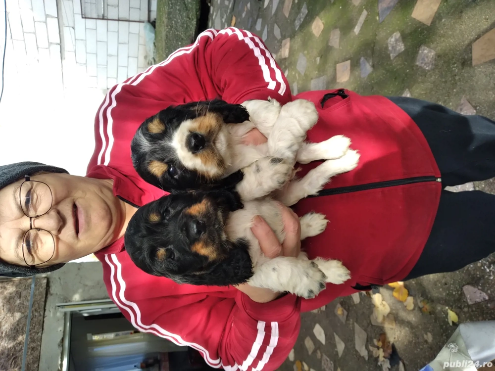 vand căței coker spaniel 