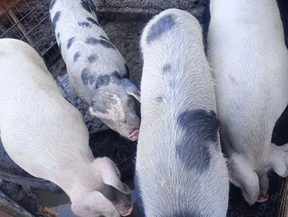 De vanzare porci pentru Crăciun și purcei    