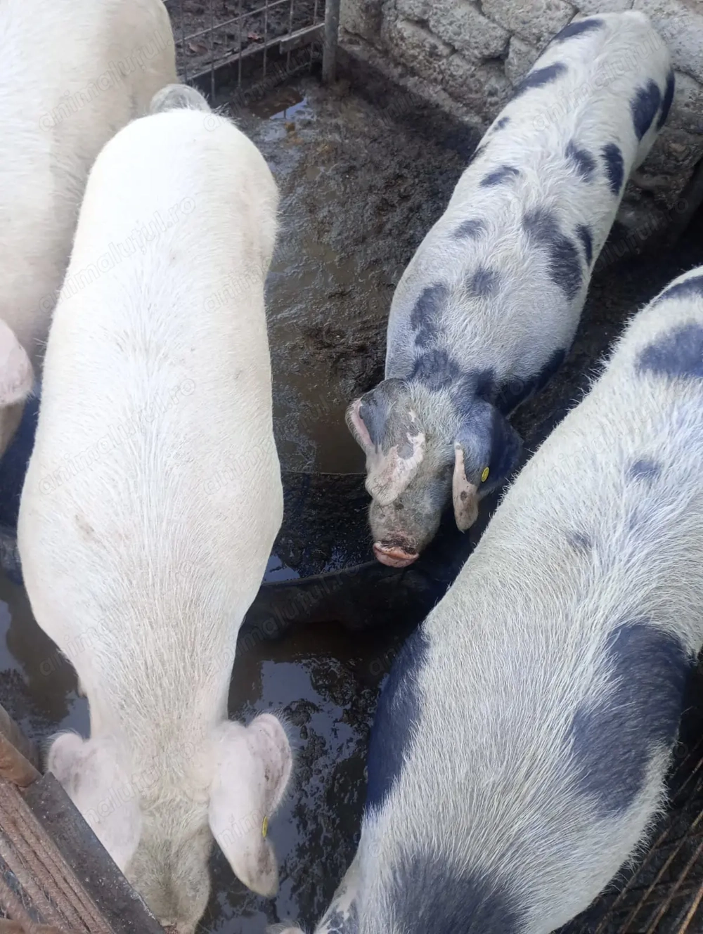 De vânzare porci pentru Crăciun și purcei. Detalii 