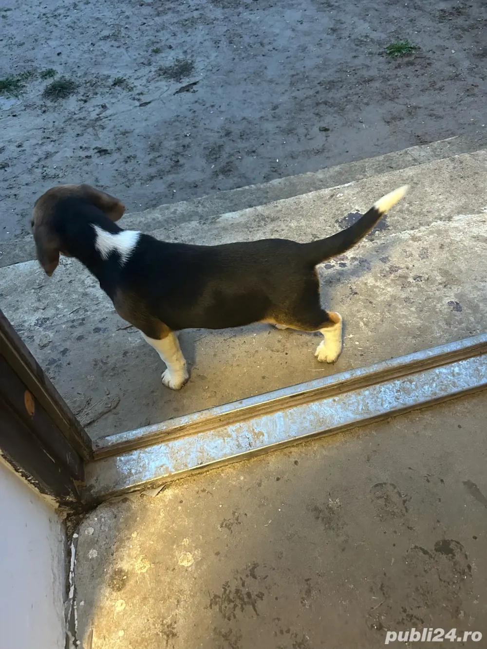 Vand 1 cațelușa beagle tricolor.