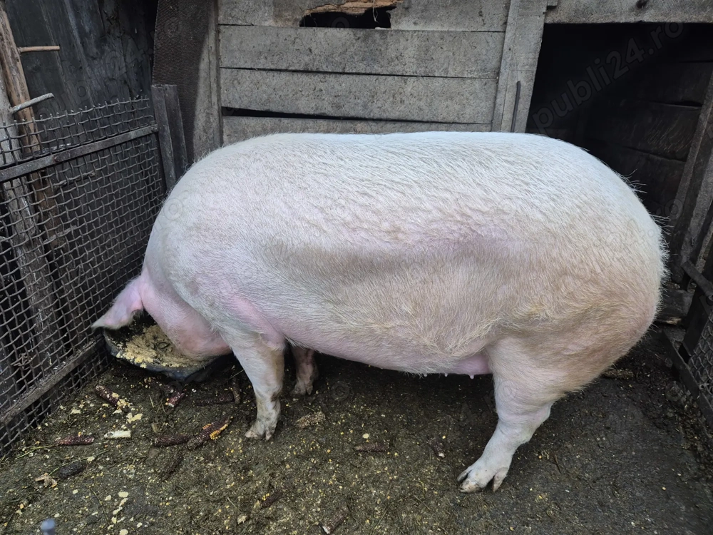 Vând unul din cei doi porci