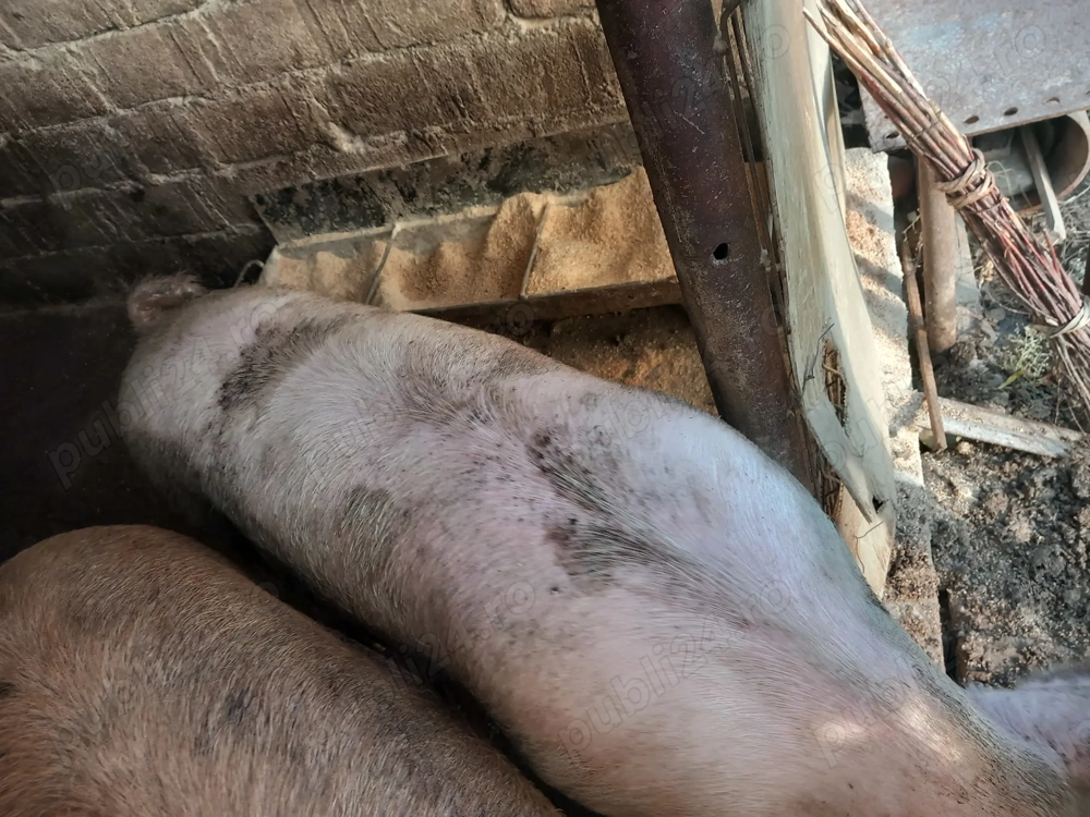 Porci de vanzare 