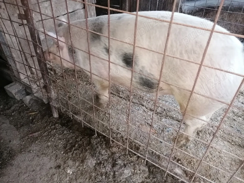 Vând doi porc de carne