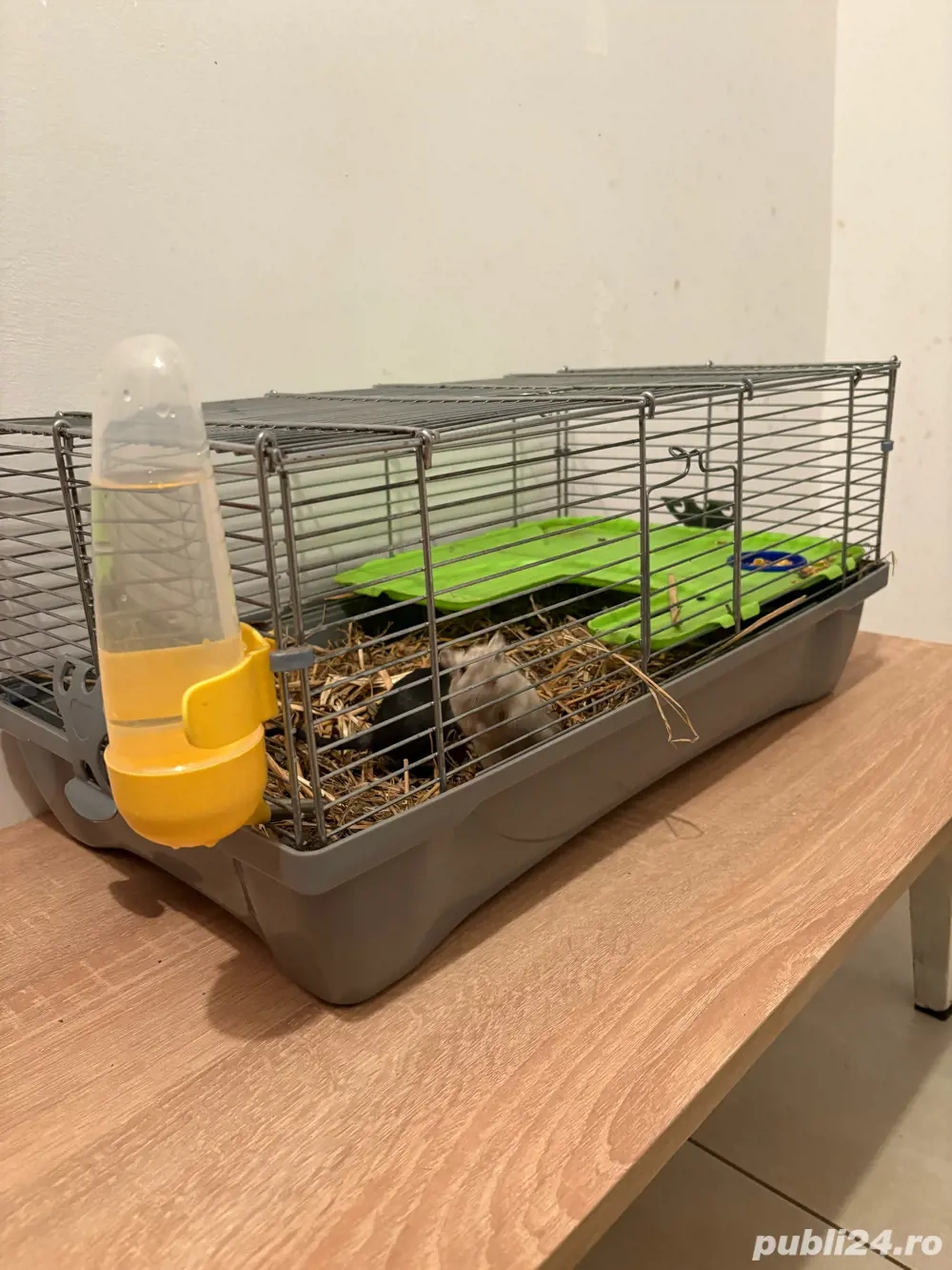 Vand Cusca cu Pereche de Gerbili