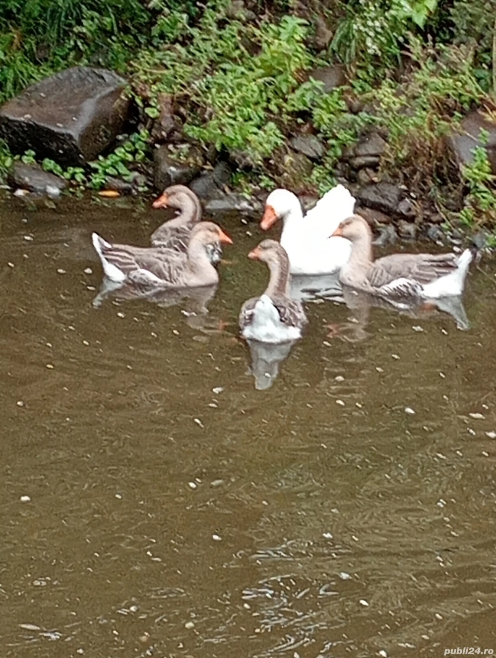 Vând păsări gâște rațe găini 