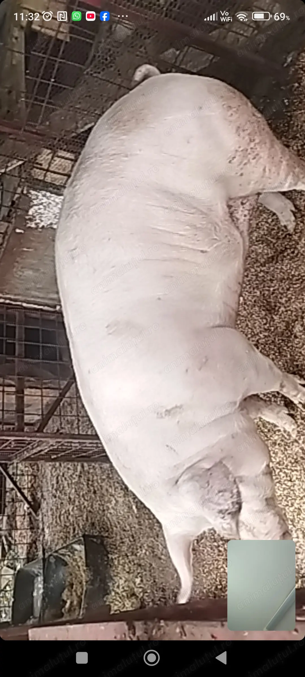 Porci de carne diferite rase 