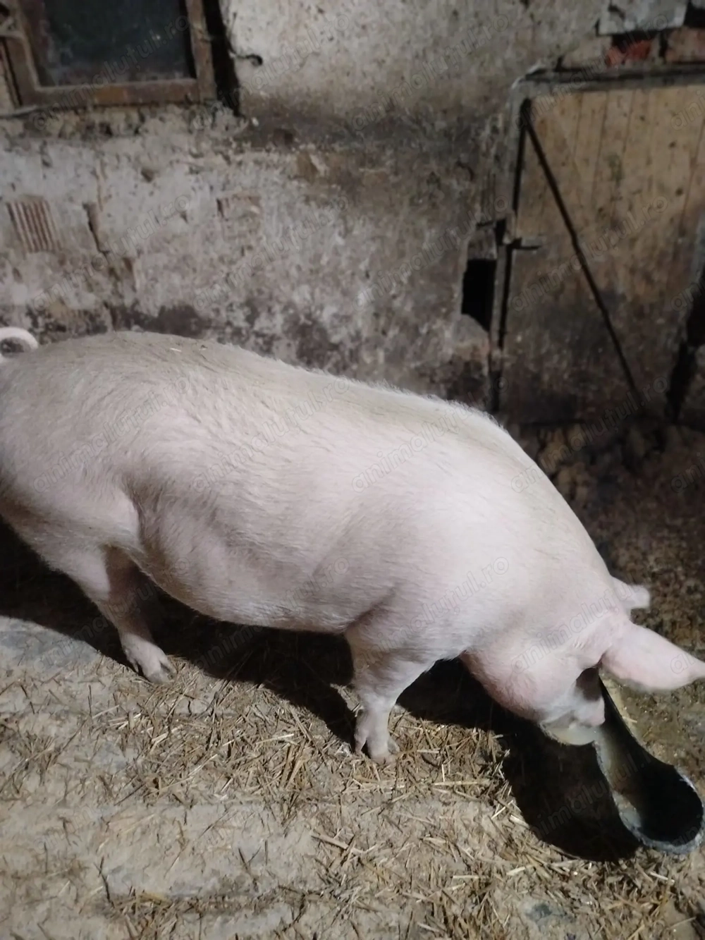 Porc pentru  sacrificat  rasa marele alb