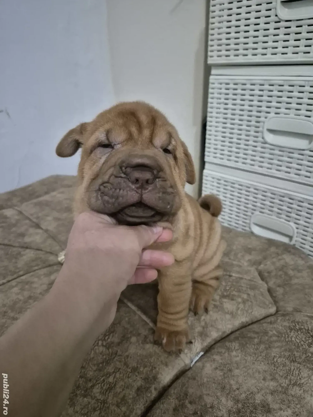 shar pei drăgălași 