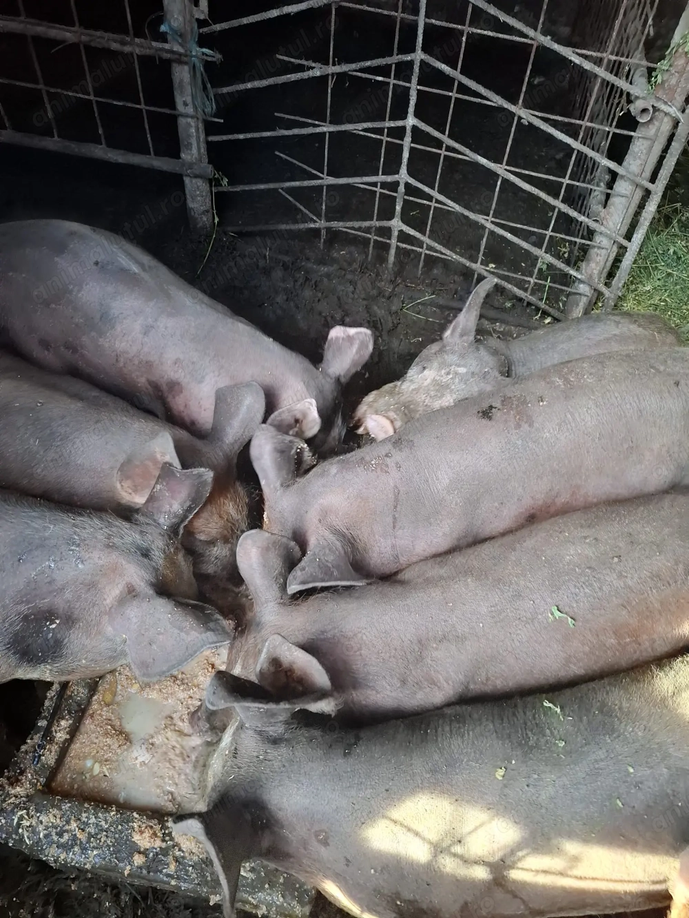 Purcei de aprximativ 40 kg