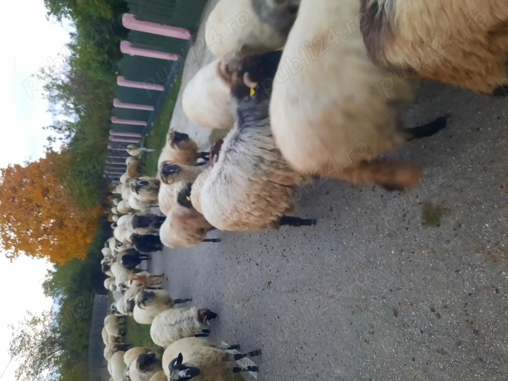 Vind 60 oi si 15 capre 