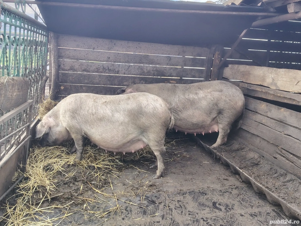 vand scroafe gestante