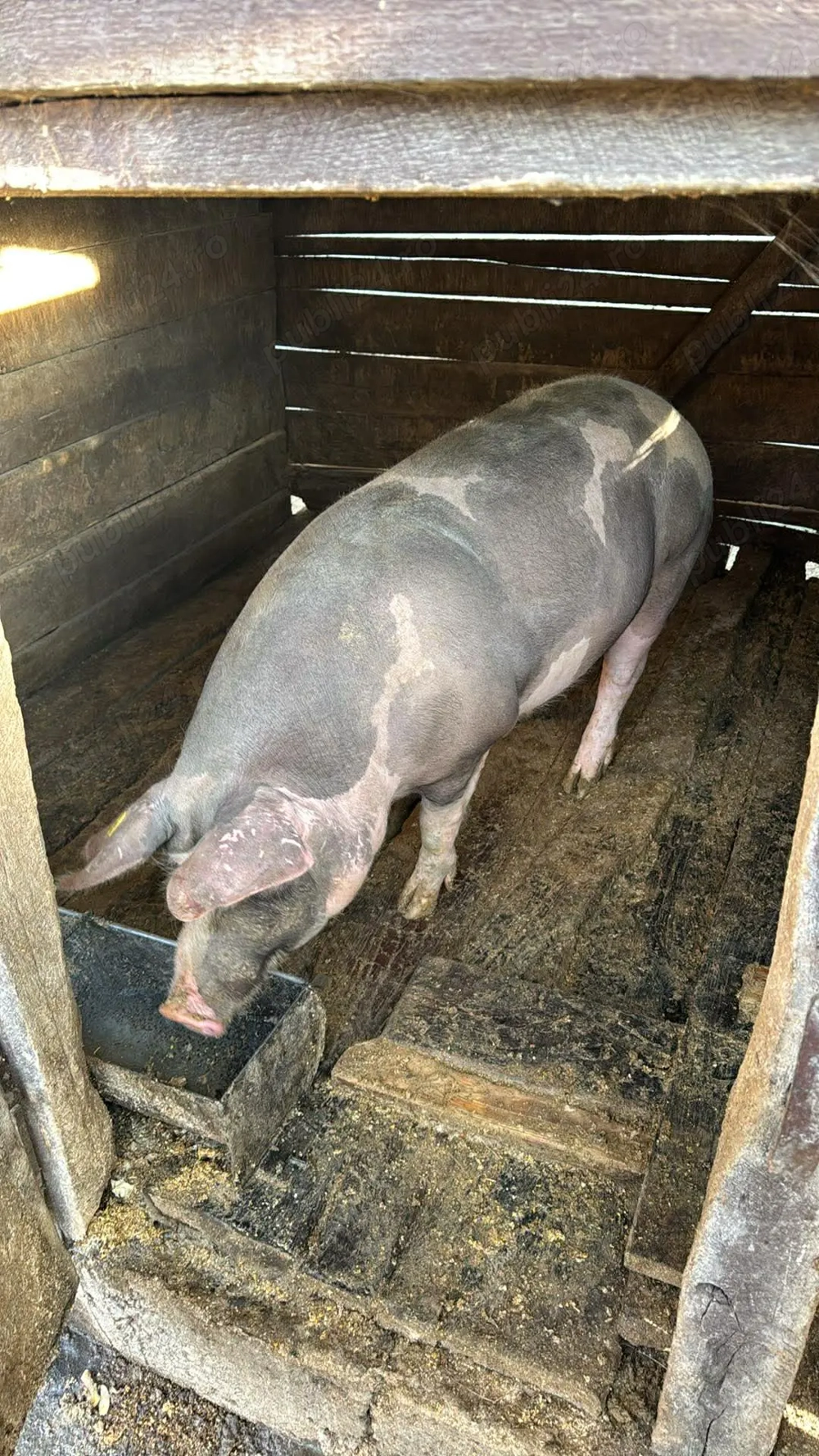 De vânzare porc !!!