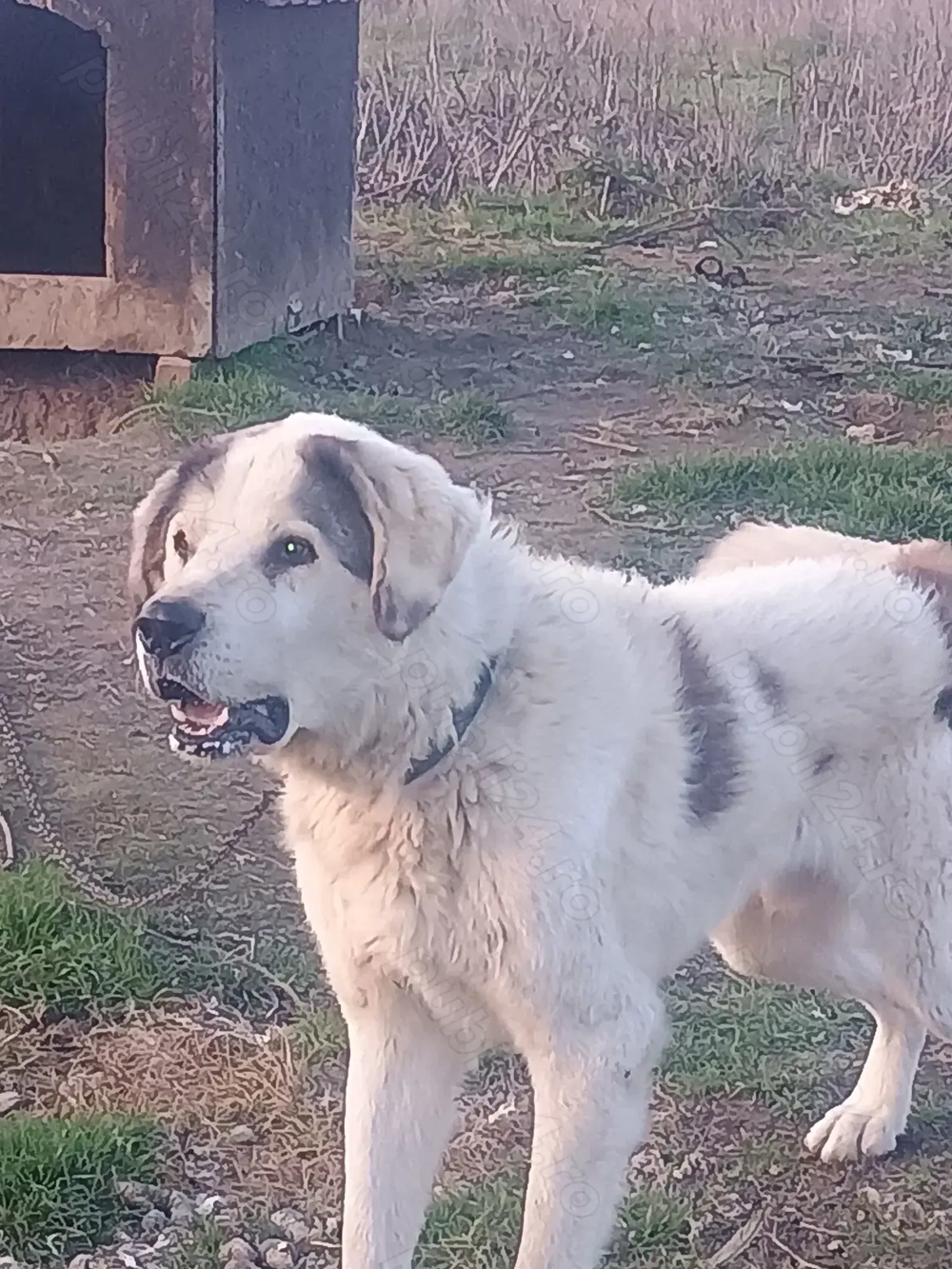 Ciobanesc de Bucovina 