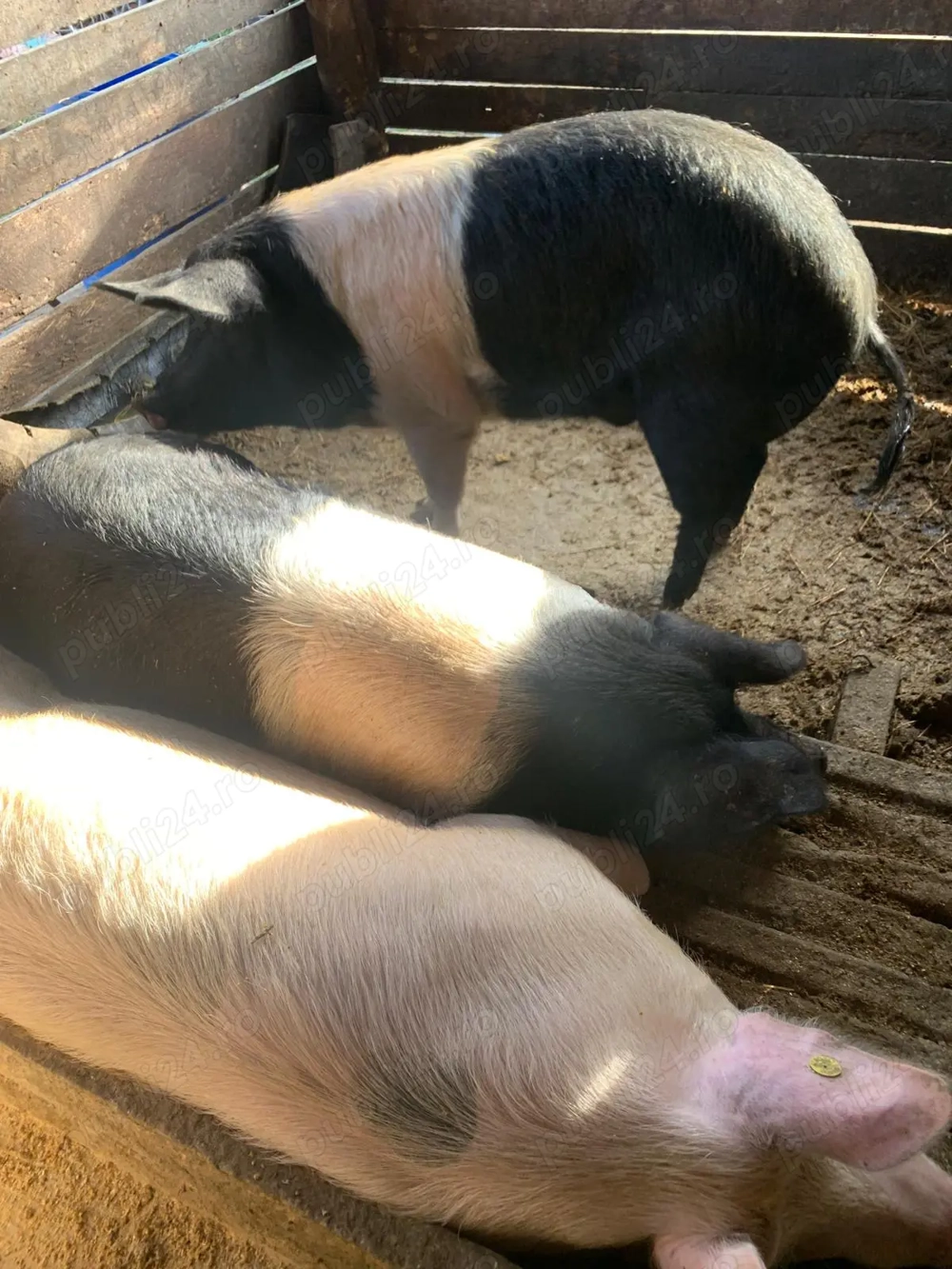 Vând porci cresvuti la țară   rasa Bazna și Marele Alb 