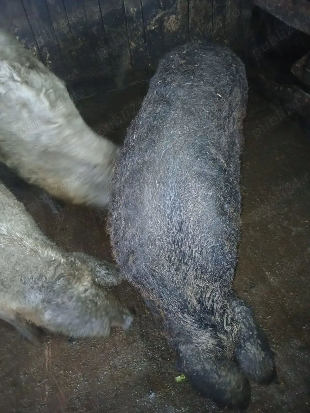 Vând porci mangalita pentru sacrficat. 