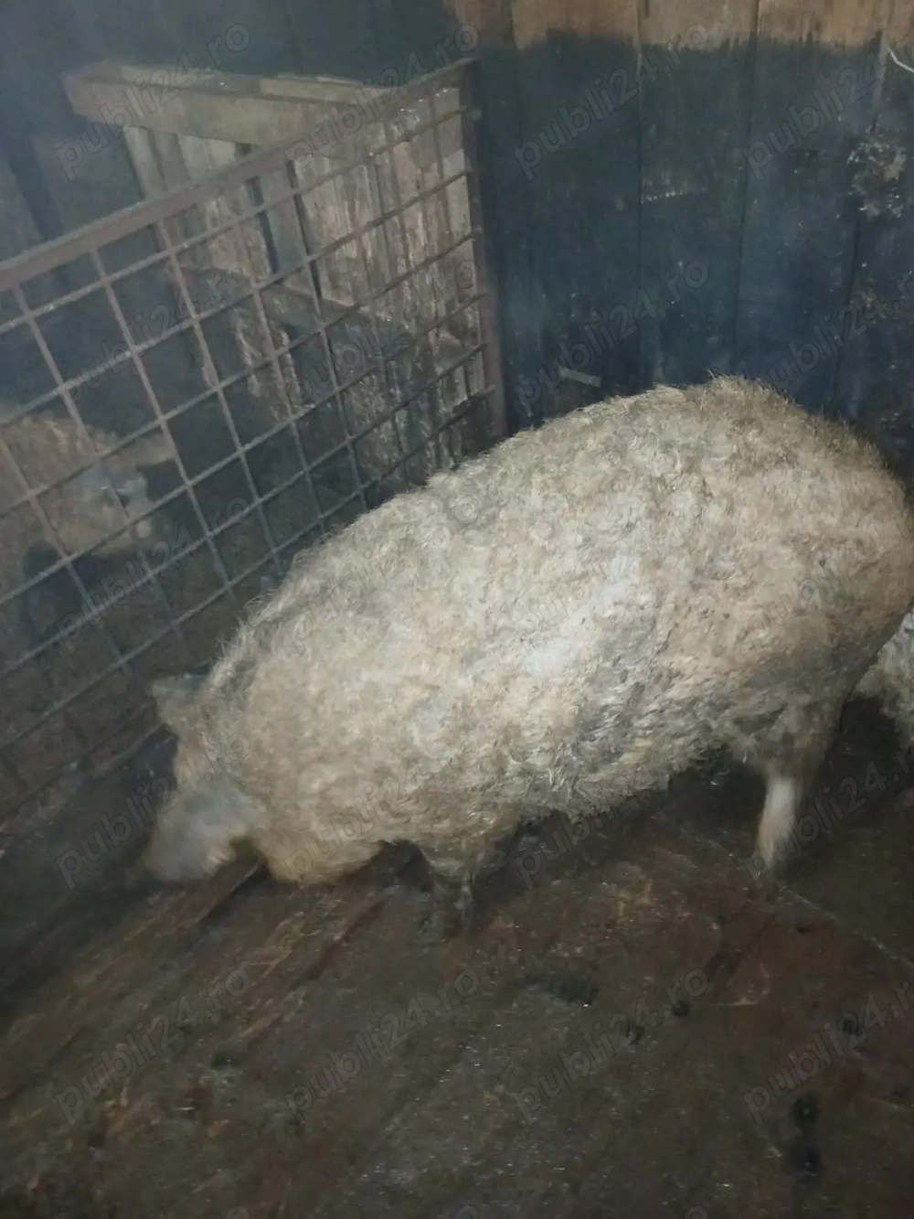 Vând porc mangalita 