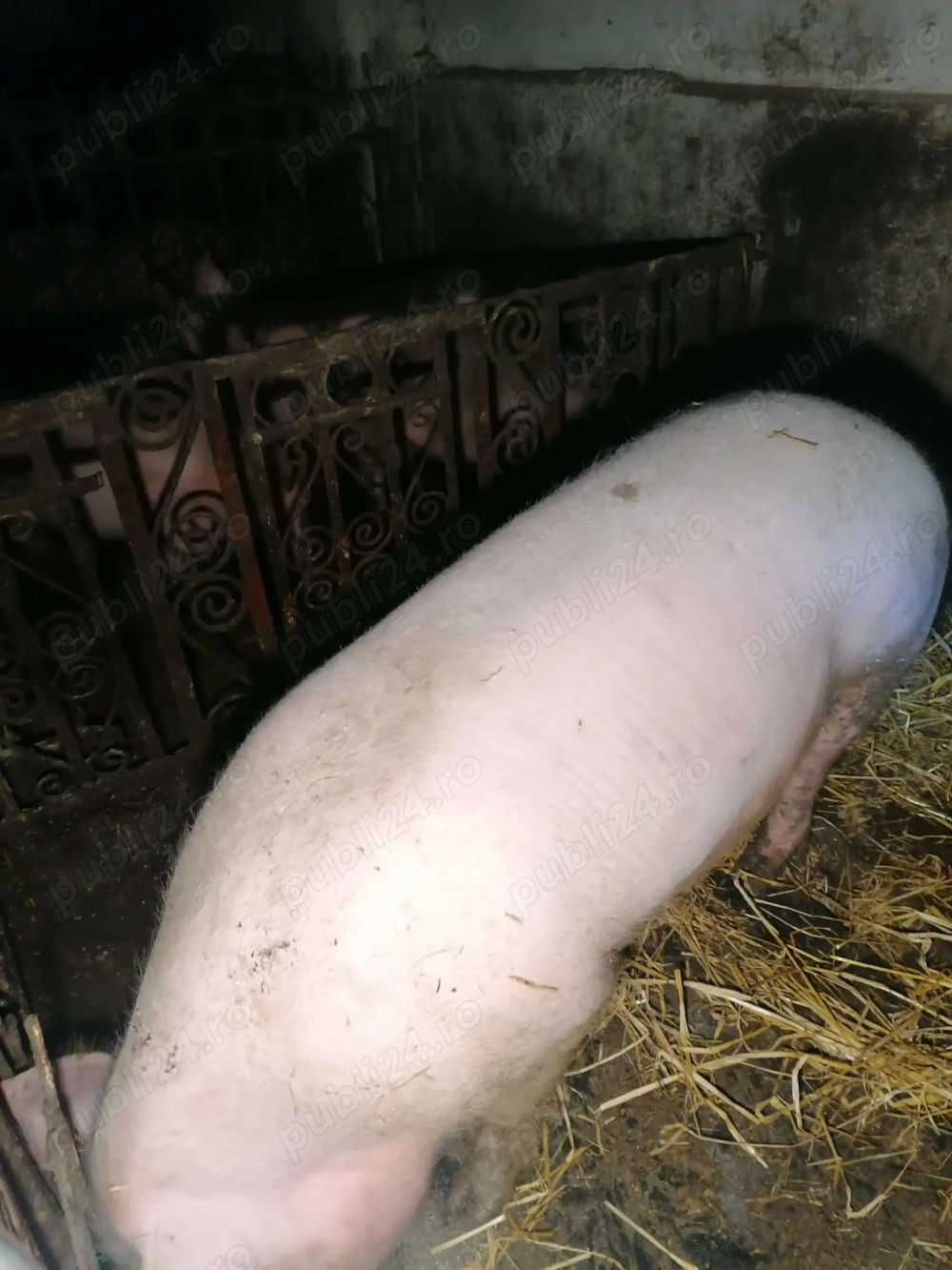 Vând purcea de tăiat 