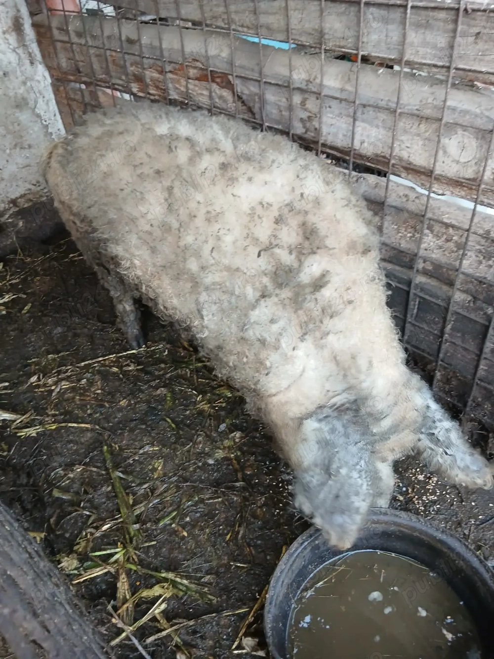 Vând vier rasă mangalita. 