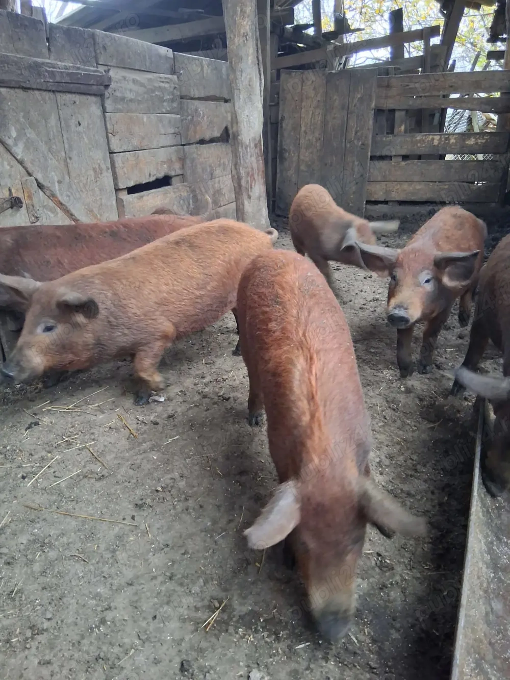 soldani 35 45 kg mangalita cu duroc