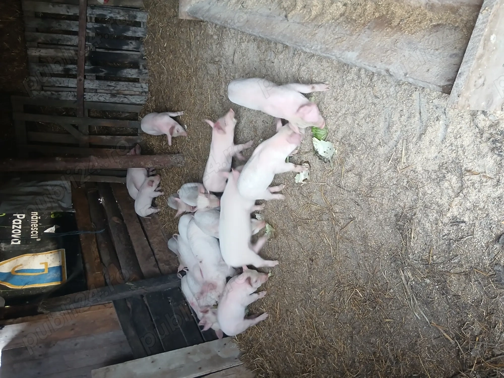 Purcei landras 8 săptămâni 