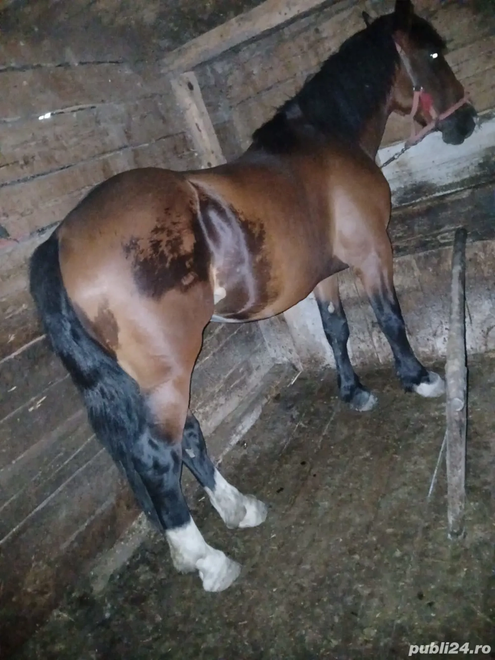 vând doi mănji de 2ani 