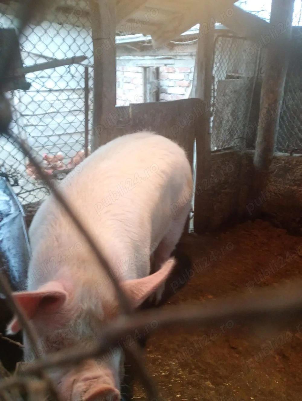 vînd porc de 170 kg. 