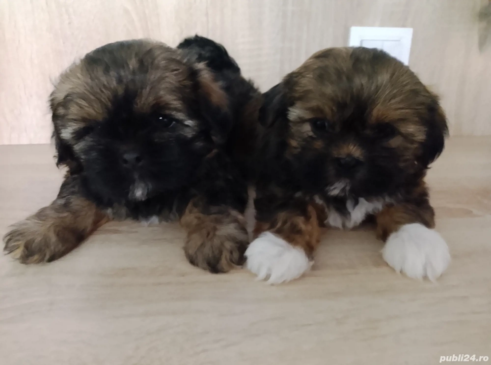 Vând Shih tzu fetiță și băiețel 