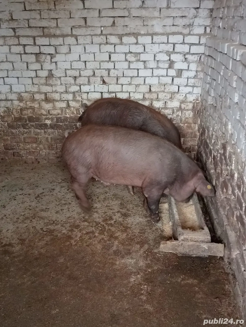 Vand Porc 90-110 kg