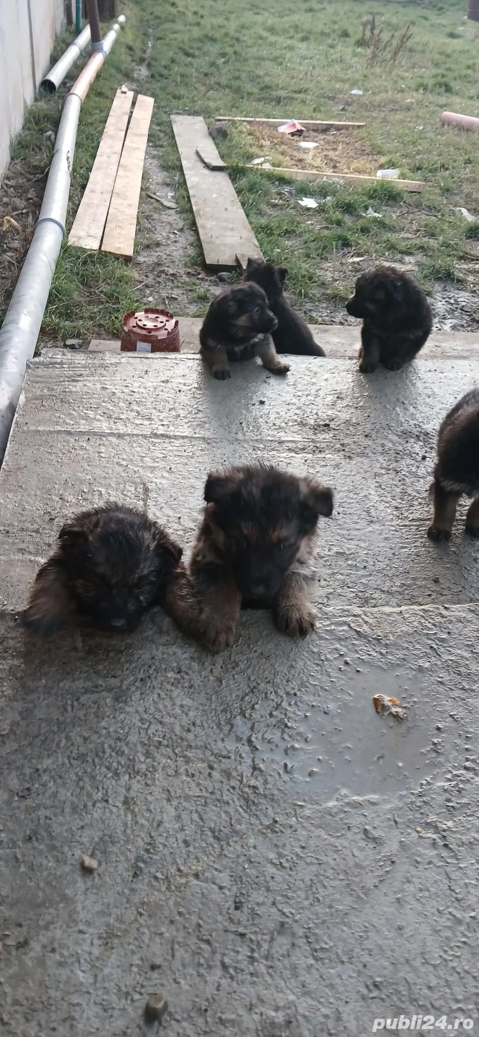 Pui ciobanesti germani