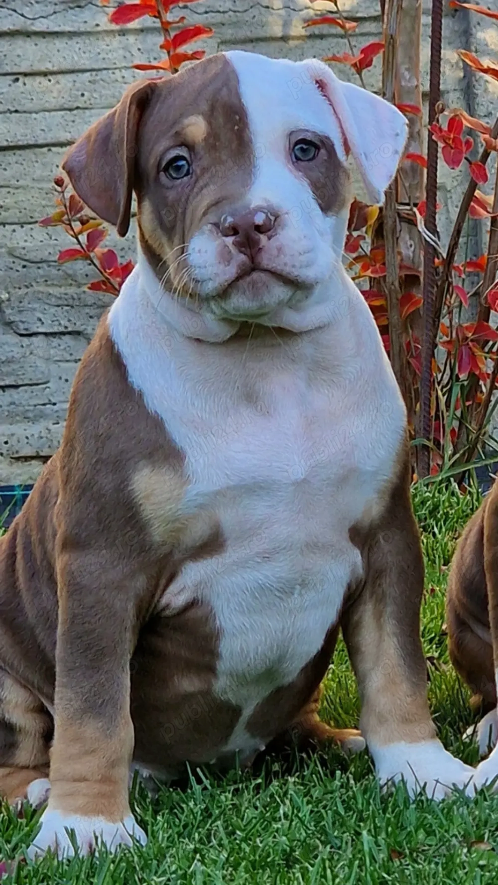 Vand American Bully xl 