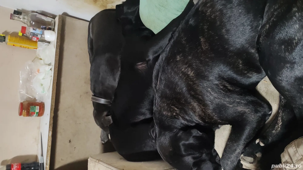 Vind 4 fetite și 4 baieti