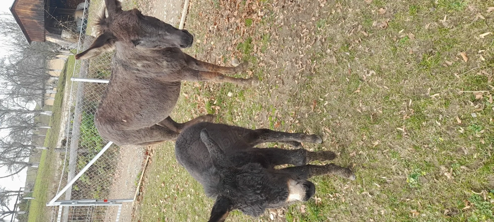 Vând măgăriță cu pui