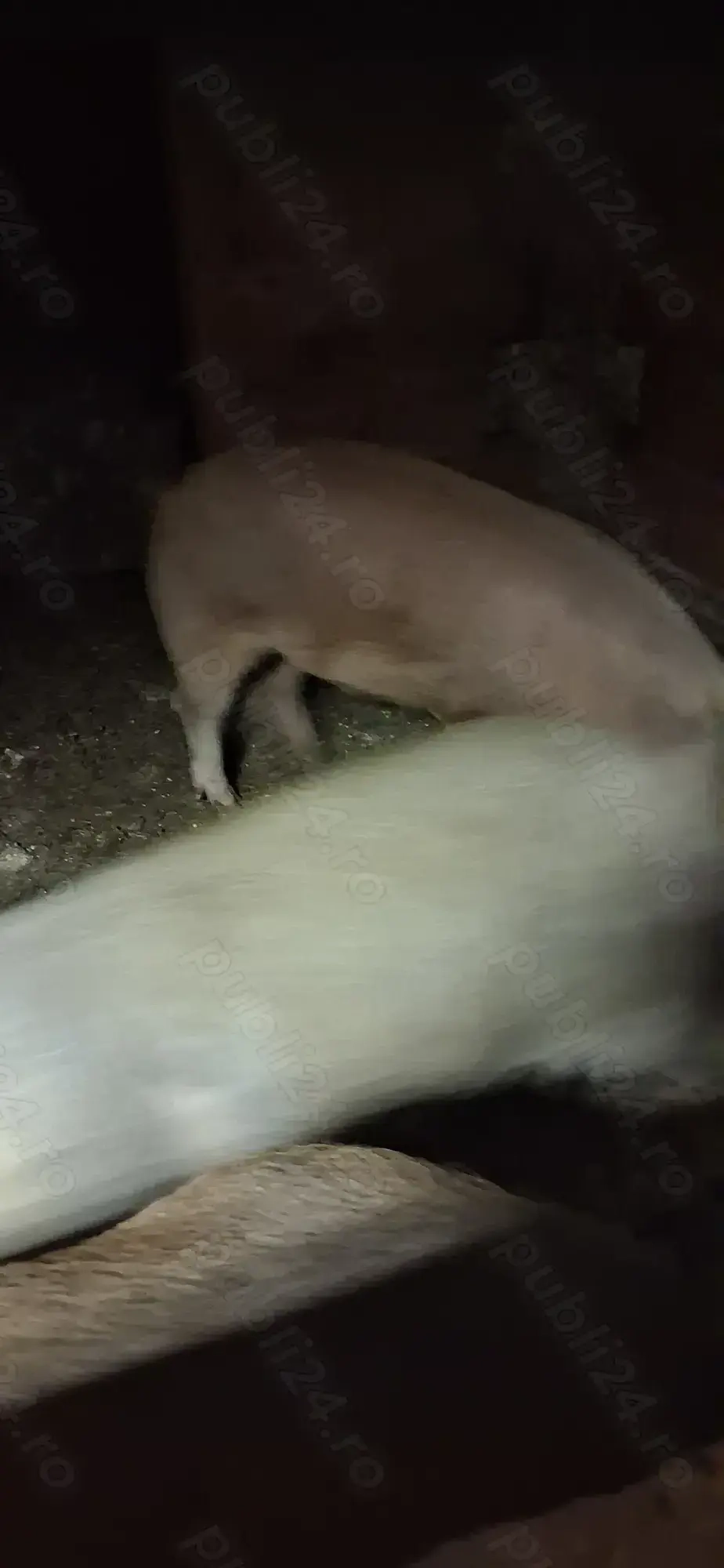 Vând porci crescuți în gospodarie