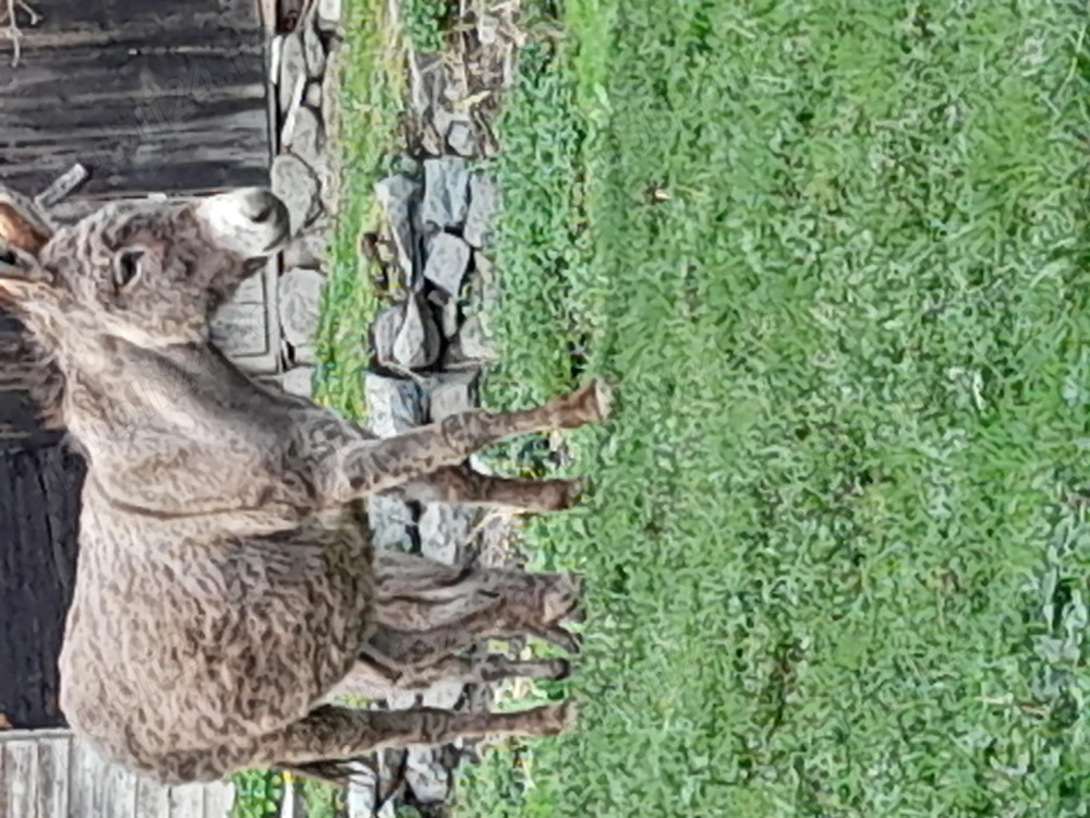 Măgăriță foarte cuminte 