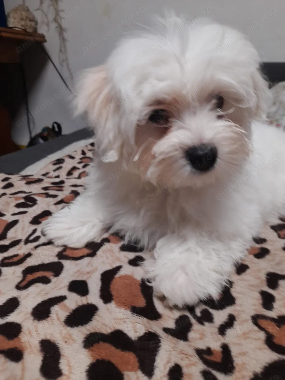 Bichon maletz de 2 luni