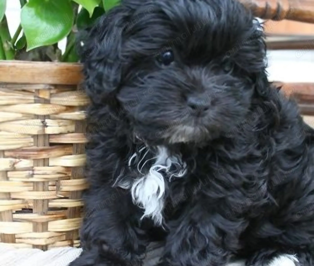 Bichon Havanez fetiță 650 lei