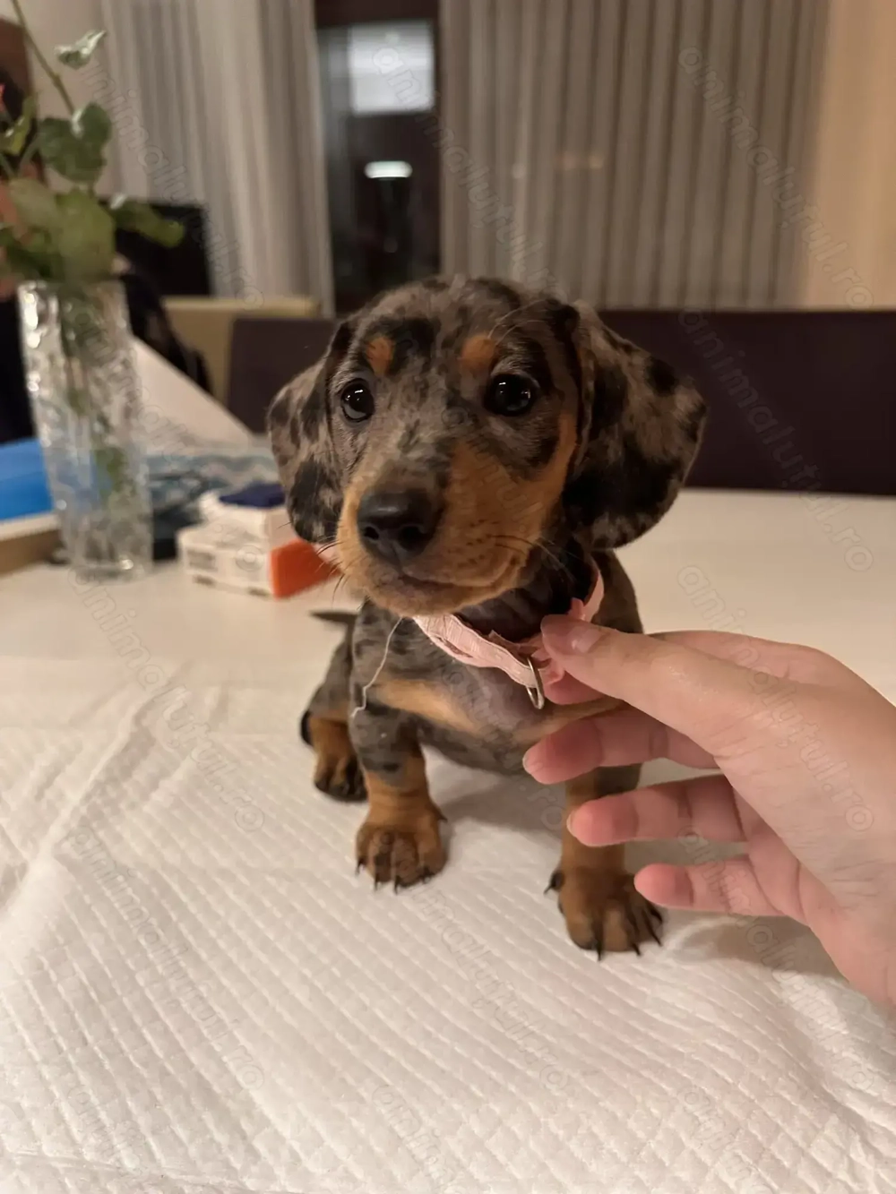 Pui dragalasi de teckel, 7 sapt, deparazitati, 1 vaccin. Genetica superioara.