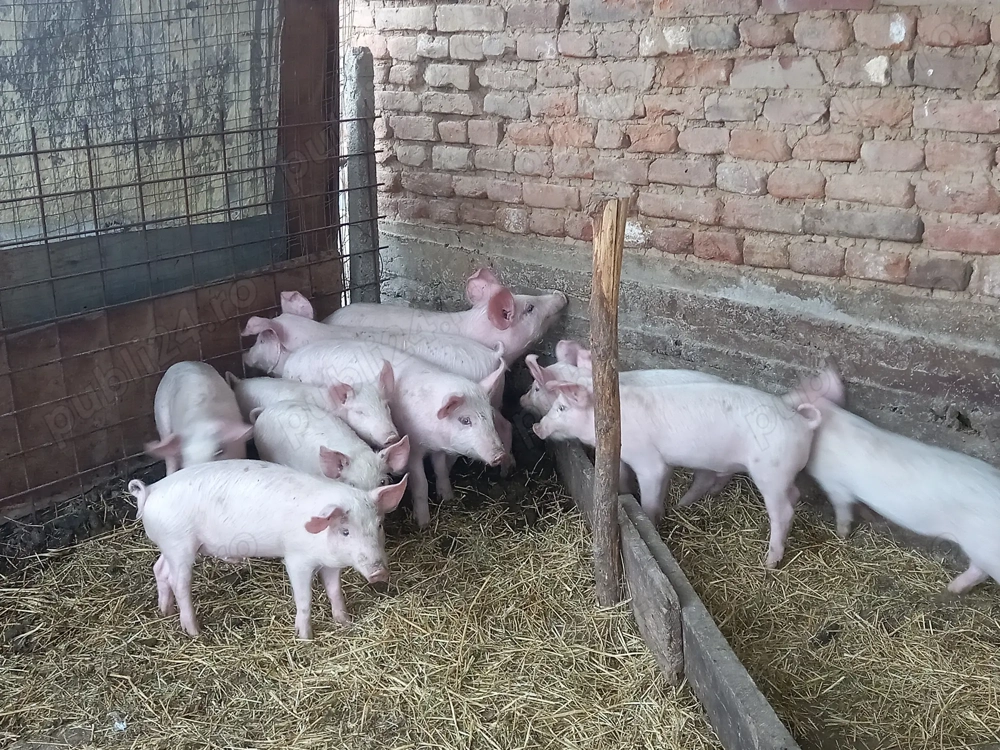 Vând 5 perechi de purcei 1000 de lei perechea 