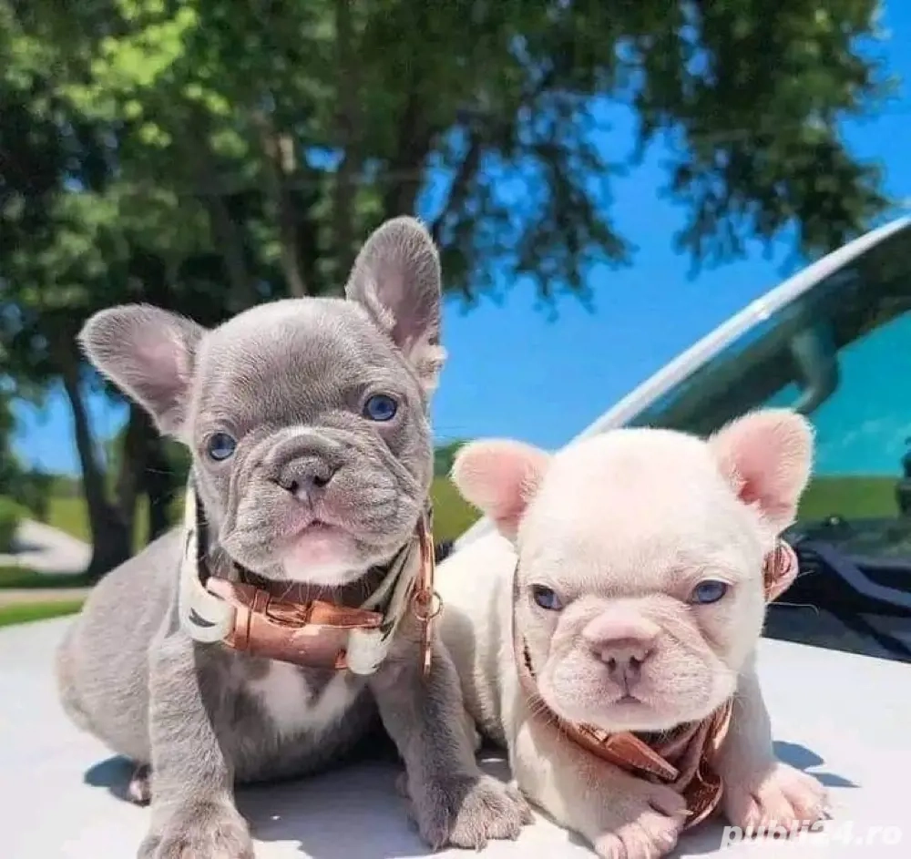 Bulldog francez diverse culori 