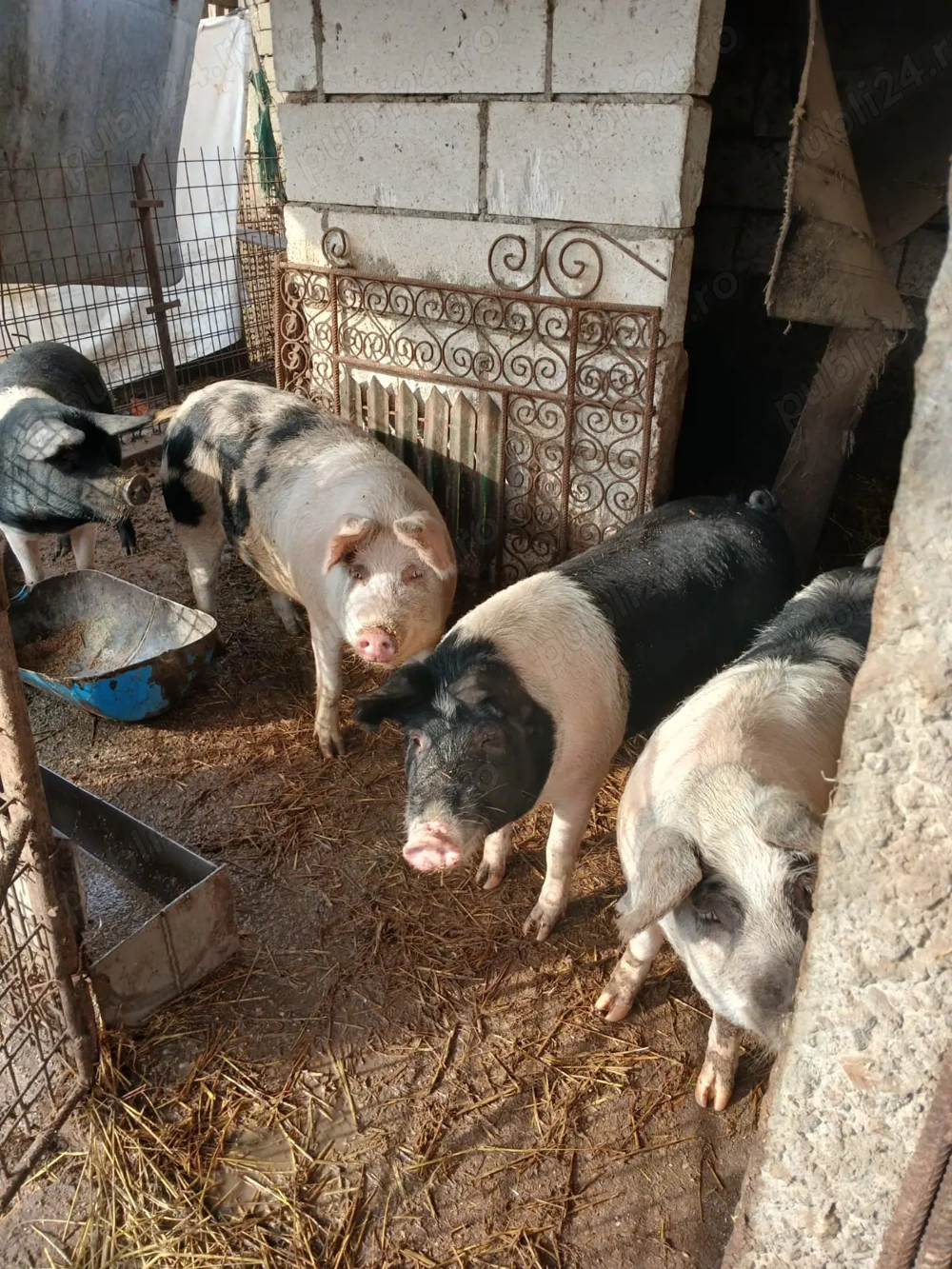 Porci de tara 16 lei kg