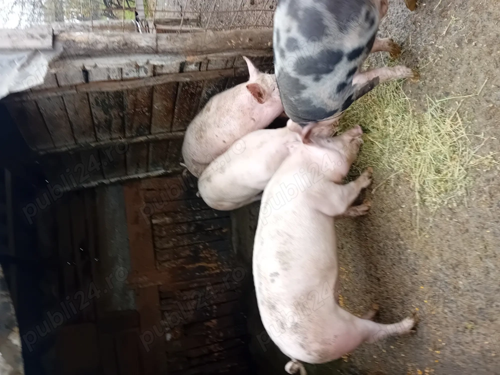 Vând porci 100-140kg pentru mai multe detalii sunați la numărul  , porci crescuți cu cereal