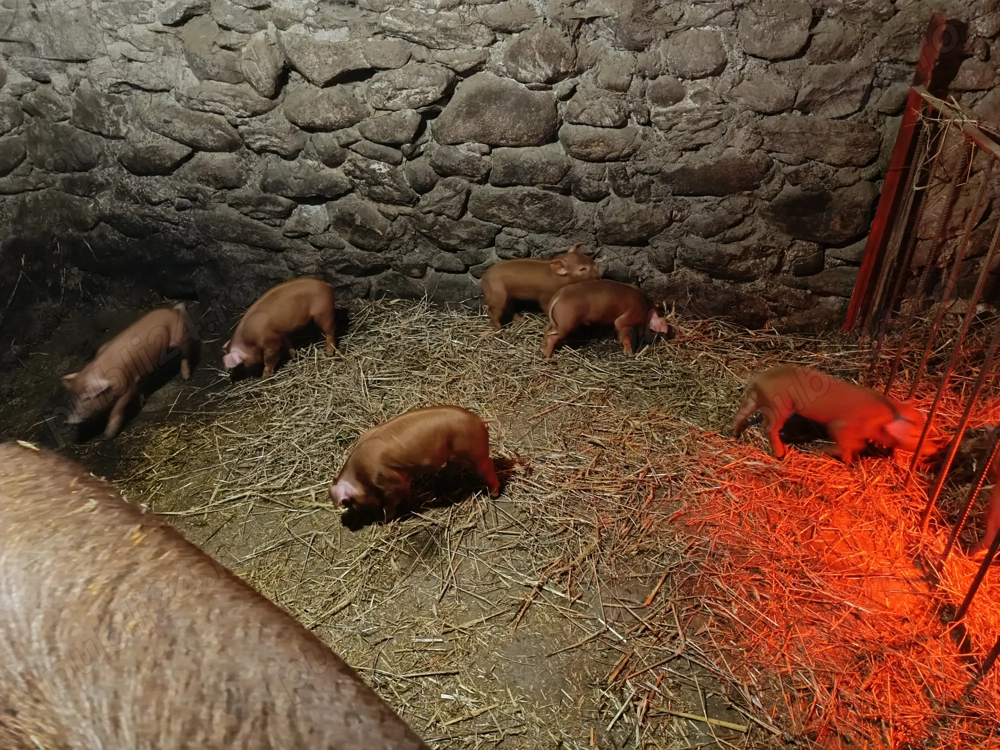 Purcei duroc de vanzare