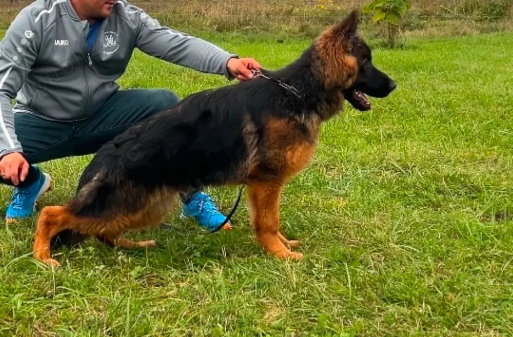 Mascul păr lung ciobănesc german 