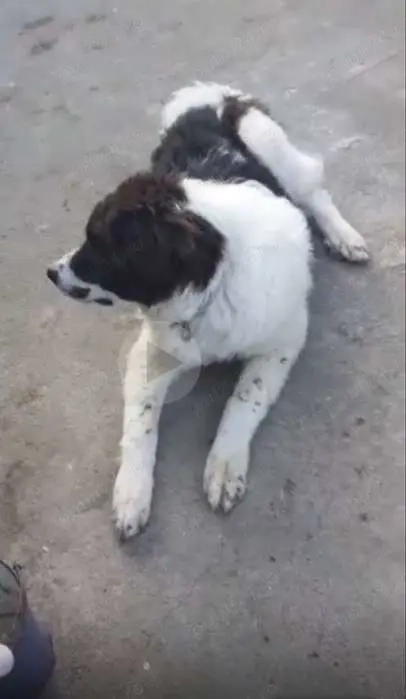 Ciobanesc de Bucovina