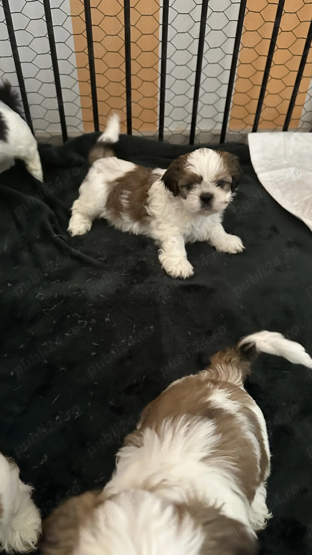 Cățeluși Shitzu în căutarea unei noi căsuțe și a unei familii iubitoare 